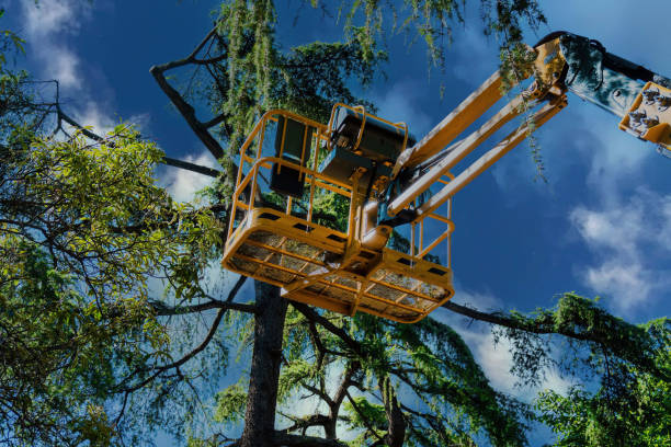 Why Choose Our Tree Removal Services in Rincon, GA?